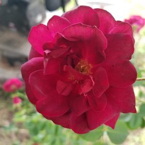 Meet your Posher, Pattie